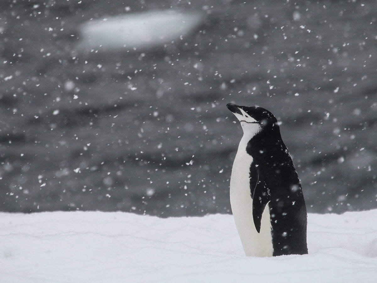 Chinstrap Penguin 2035 - Poster