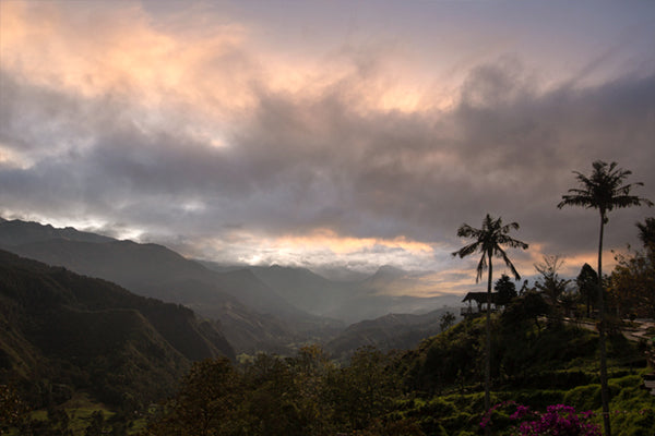 Cocora Valley 9872 - Poster