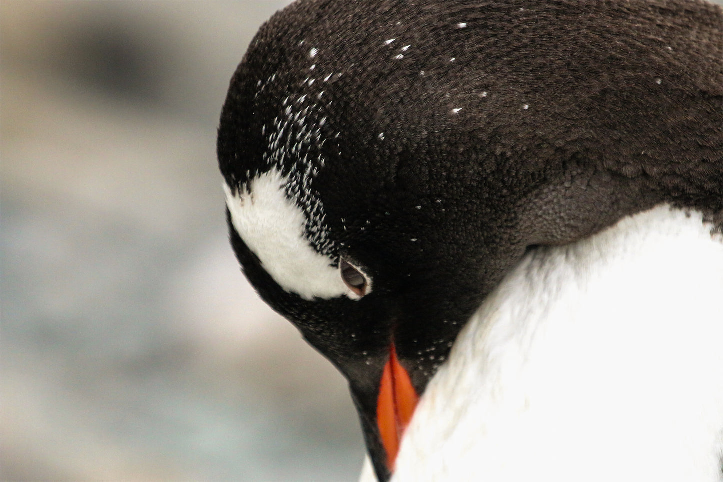 Gentoo Penguin 3463 - Poster