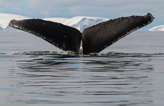 HumpbackWhale 3546 - Poster