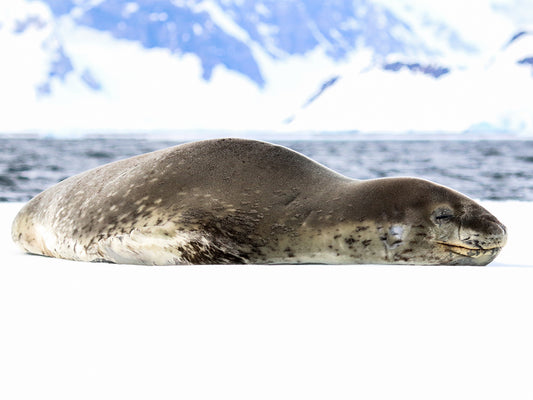 Leopard Seal 2587 - Poster