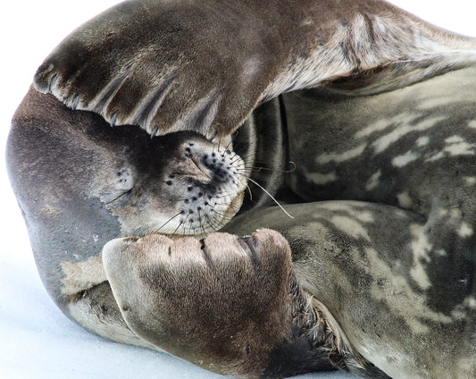 Weddell Seal 2864 - Canvas