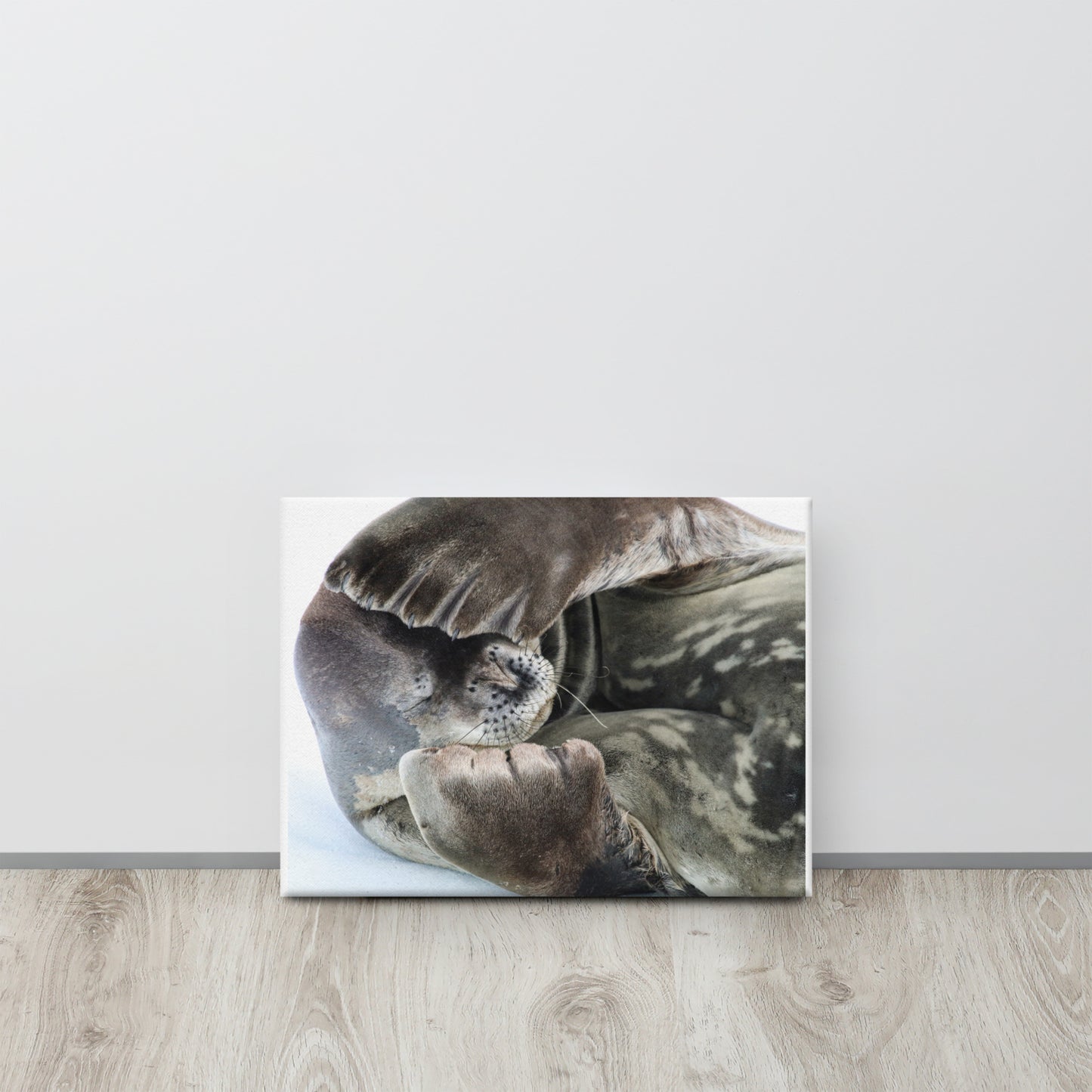 Weddell Seal 2864 - Canvas