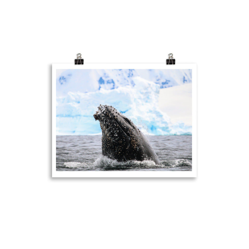 HumpBack 2675 - Poster