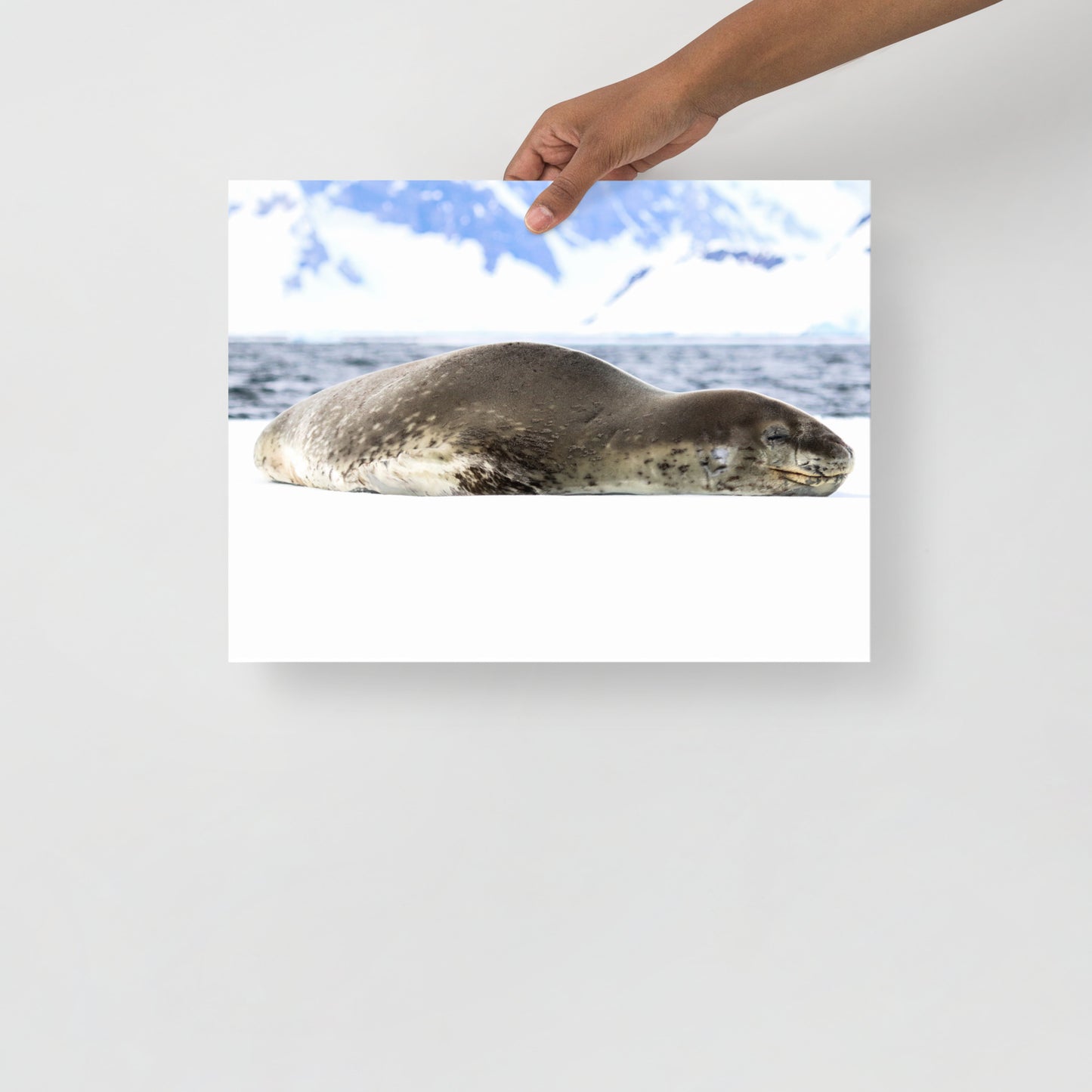 Leopard Seal 2587 - Poster