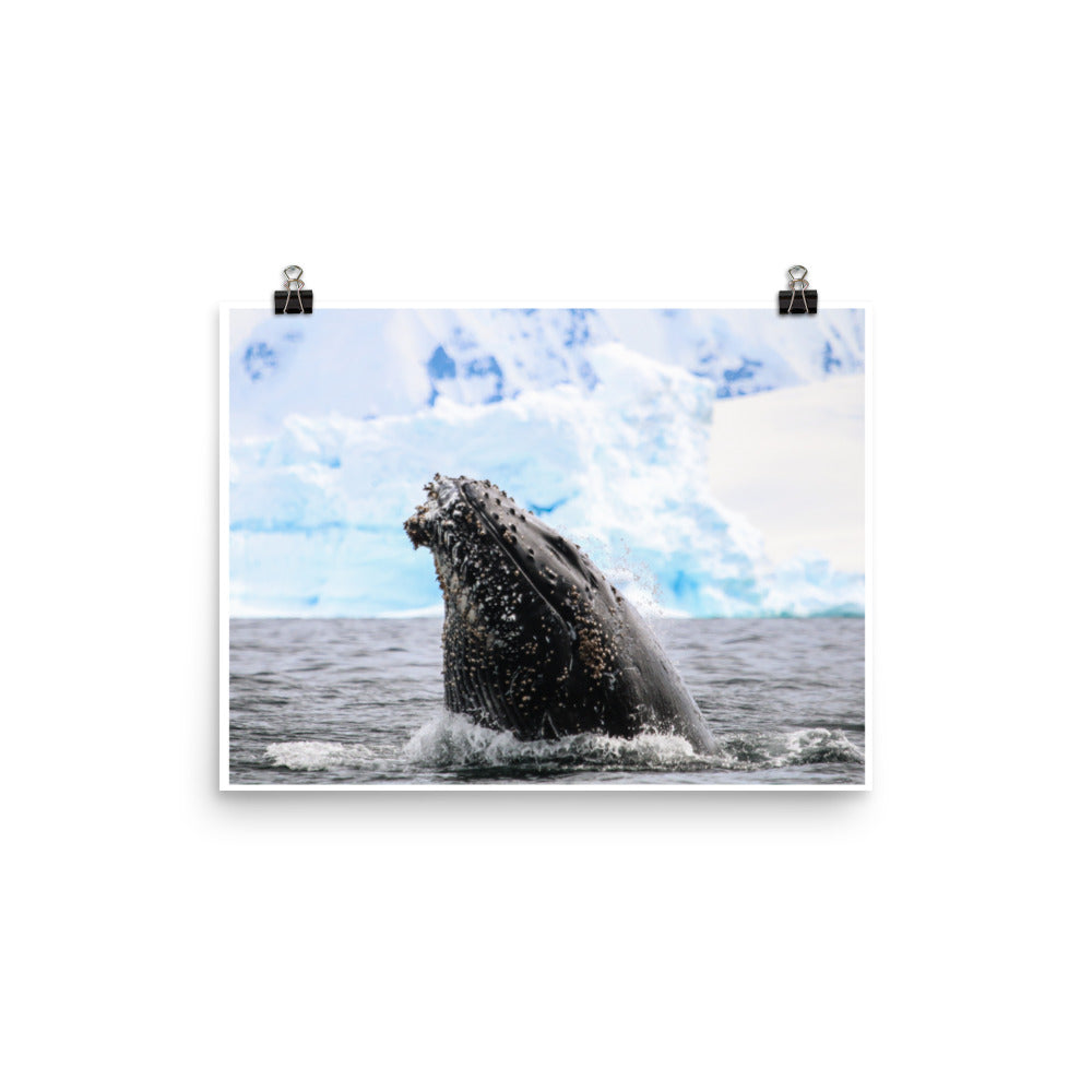 HumpBack 2675 - Poster