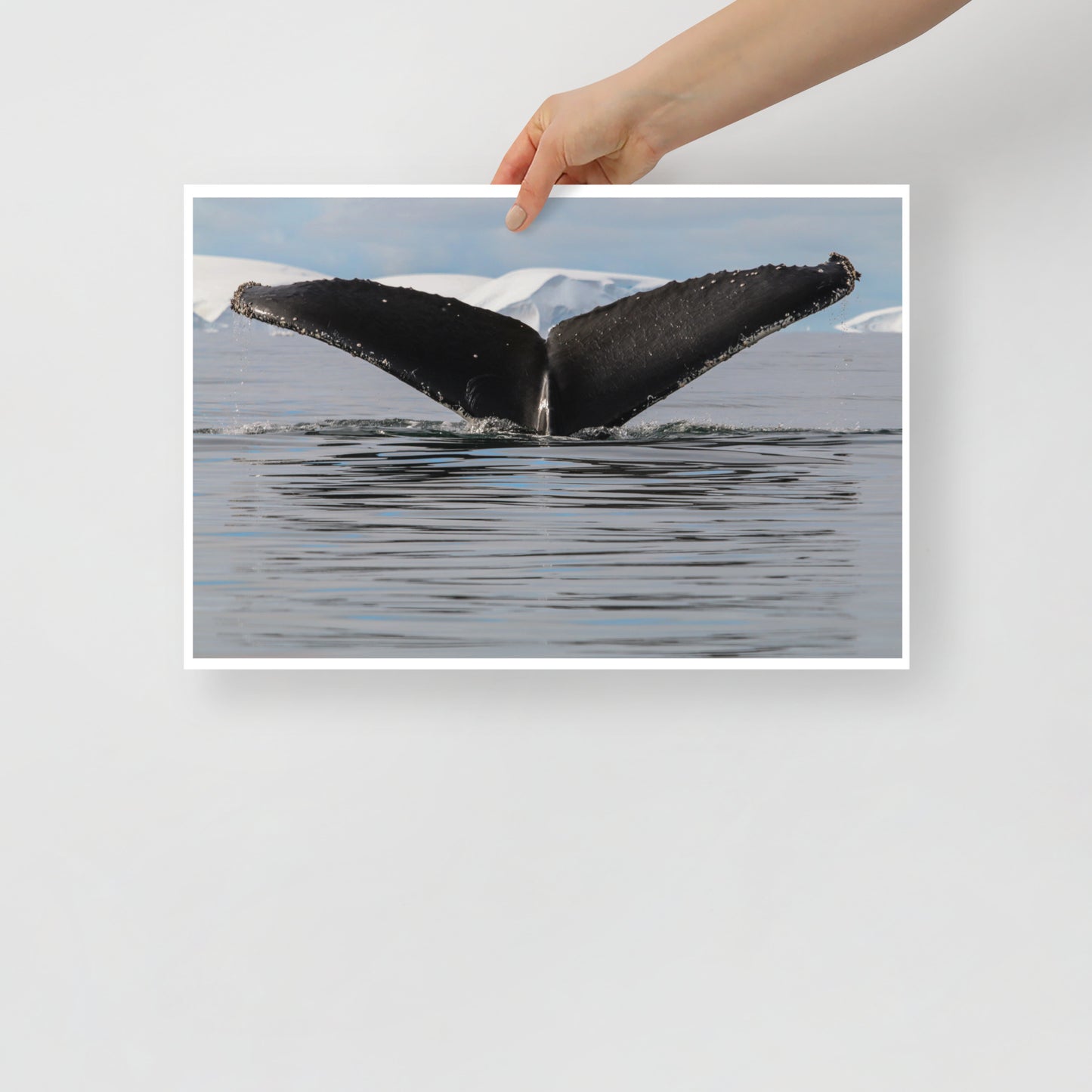 HumpbackWhale 3546 - Poster