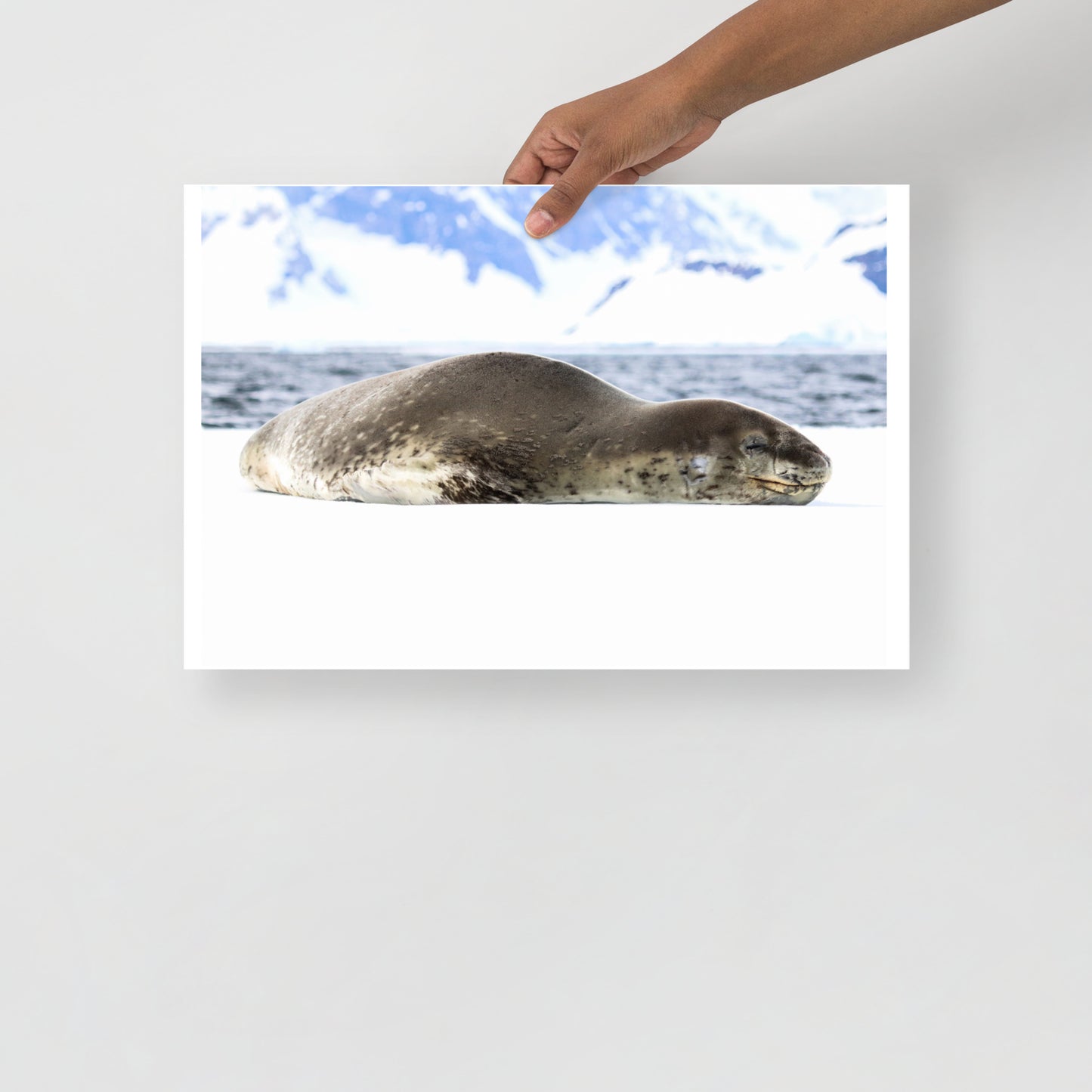 Leopard Seal 2587 - Poster