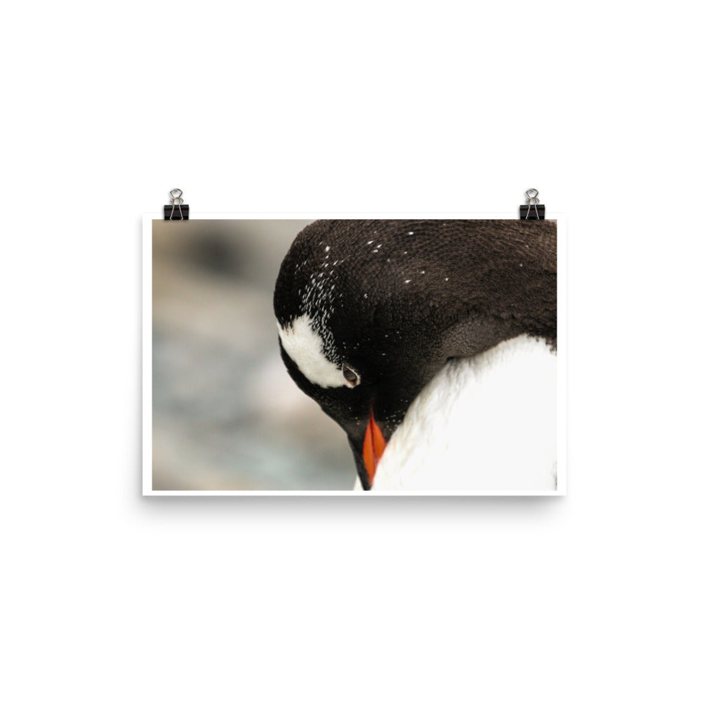 Gentoo Penguin 3463 - Poster