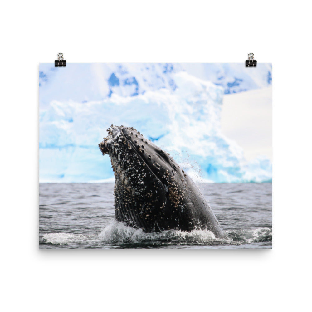 HumpBack 2675 - Poster