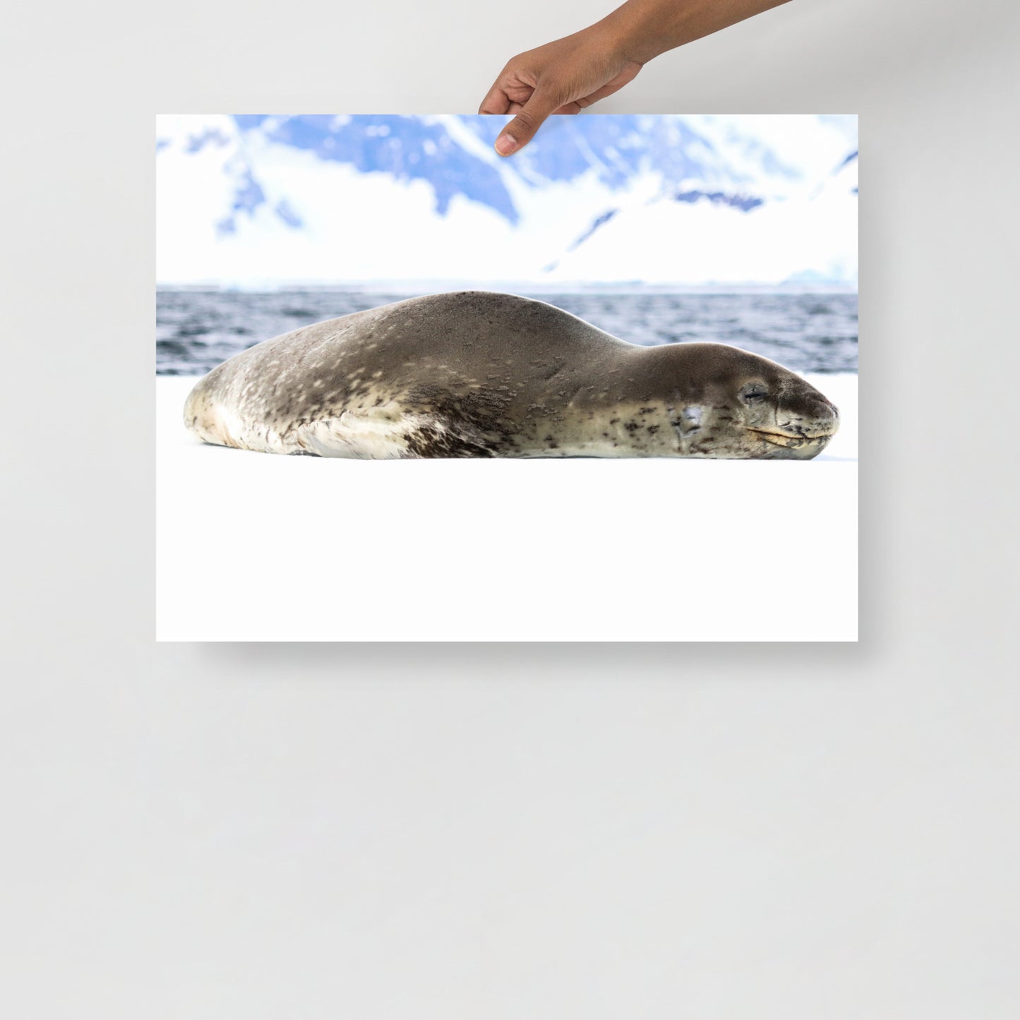 Leopard Seal 2587 - Poster