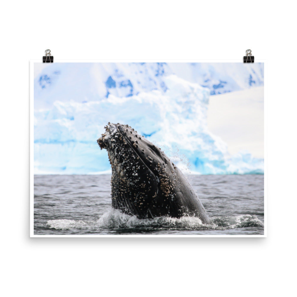 HumpBack 2675 - Poster