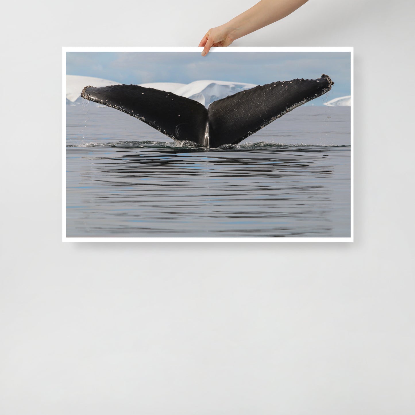 HumpbackWhale 3546 - Poster