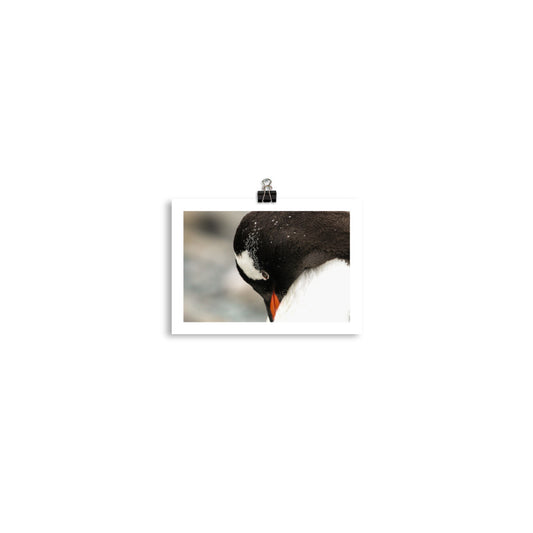 Gentoo Penguin 3463 - Poster