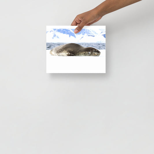 Leopard Seal 2587 - Poster