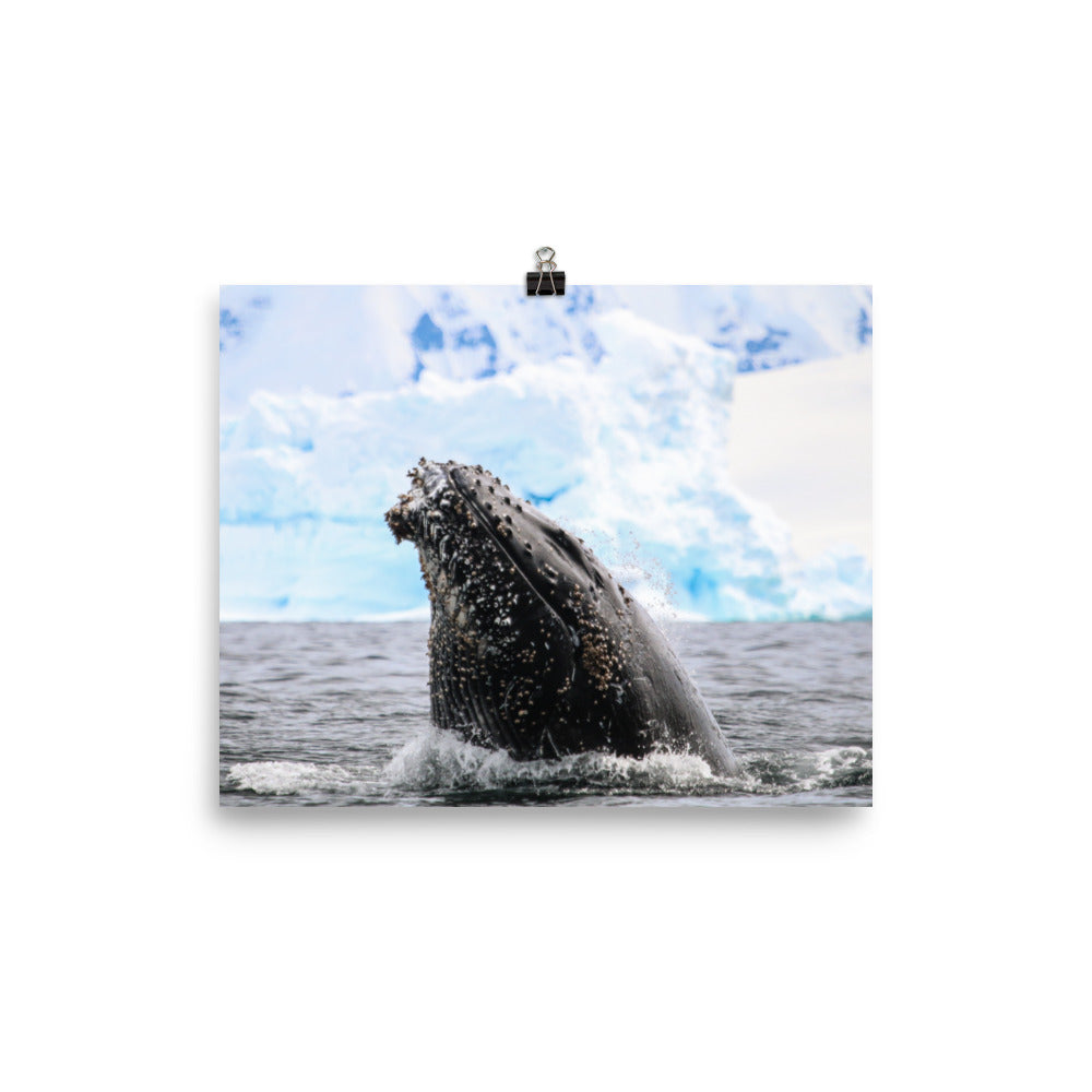 HumpBack 2675 - Poster